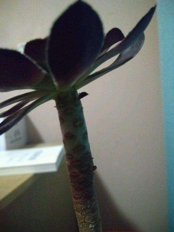 法师多肉叶子快掉光了