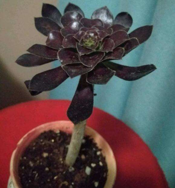 法师多肉叶子快掉光了