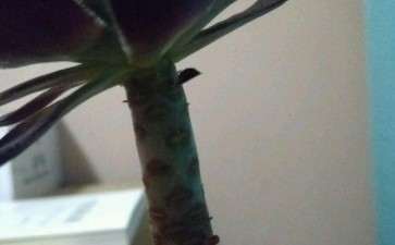 法师多肉叶子快掉光了 干着急 图片