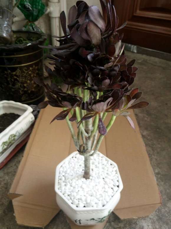 养法师多肉 是不是要经常给叶片喷水