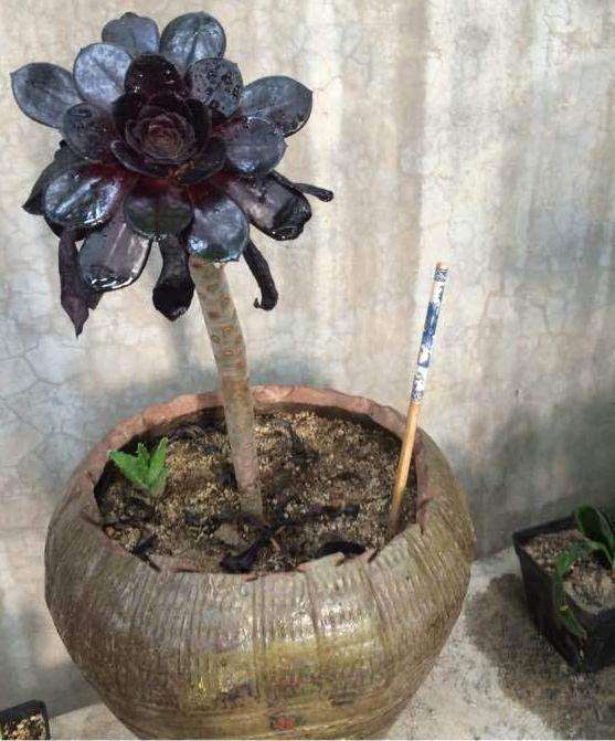 黑法师多肉是该暴晒