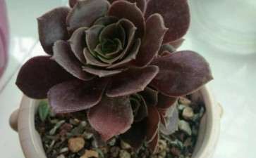 小法师多肉怎么快速长大 图片