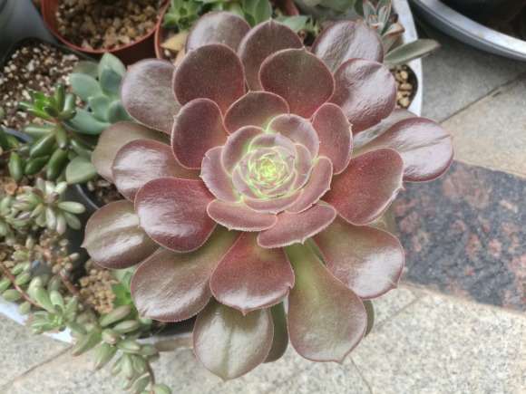 如何快速分辨黑法师 紫羊绒 韶羞多肉的方法