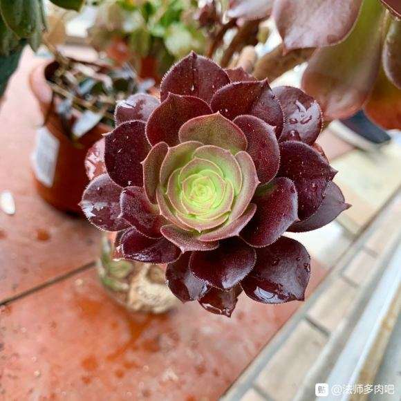 如何快速分辨黑法师 紫羊绒 韶羞多肉的方法