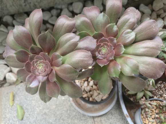 如何快速分辨黑法师 紫羊绒 韶羞多肉的方法