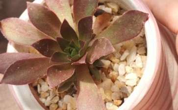 为什么法师多肉新三仙 比老三仙贵