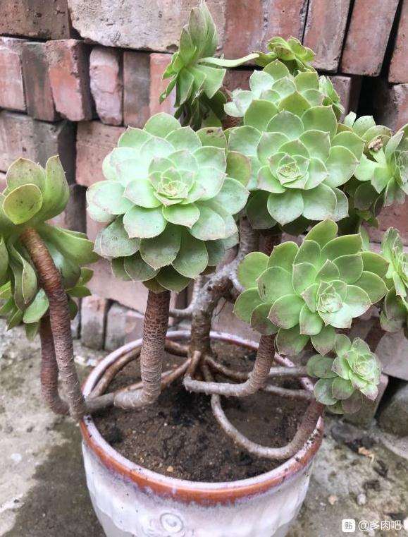 法师多肉换盆能浇水吗