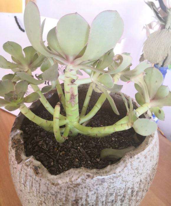 万圣节法师多肉叶子掉光了