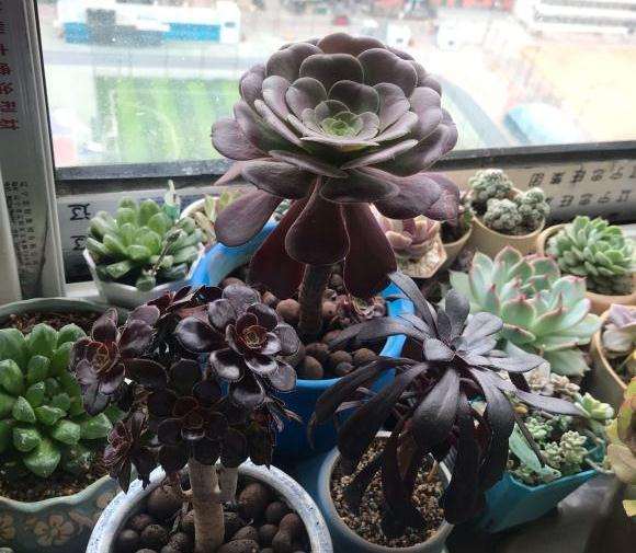 法师多肉怎么浇水 是浇透水吗