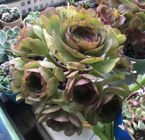 法师多肉怎么浇水 是浇透水吗