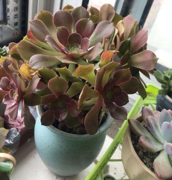 法师多肉怎么浇水 是浇透水吗