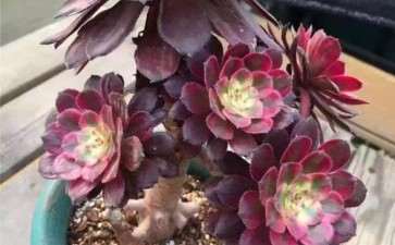 法师多肉枝干断了 怎么办 图片