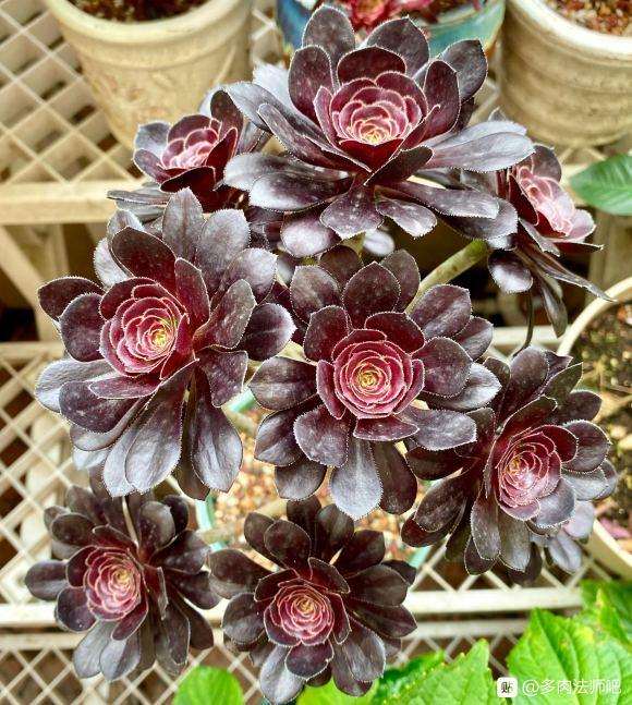 为什么欧紫法师叶子比黑法师多肉短一点