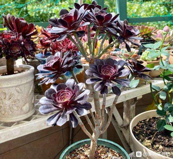 为什么欧紫法师叶子比黑法师多肉短一点