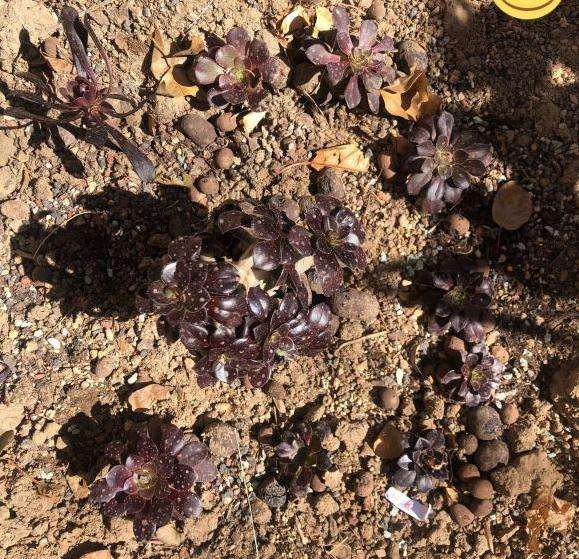 地载法师多肉怎么度夏的3个方法