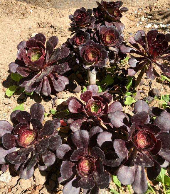 地载法师多肉怎么度夏的3个方法