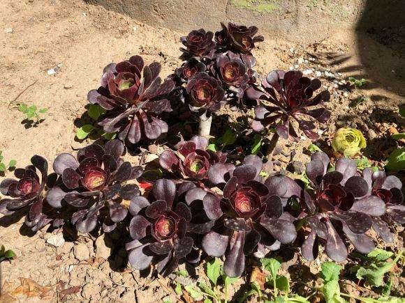 地载法师多肉怎么度夏的3个方法