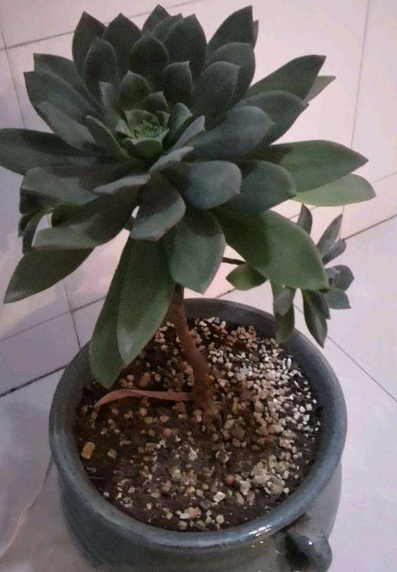 艳日晖是法师多肉吗 怎么区别  图片