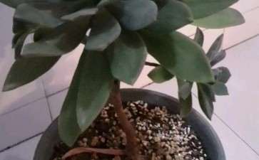 艳日晖是法师多肉吗 怎么区别  图片