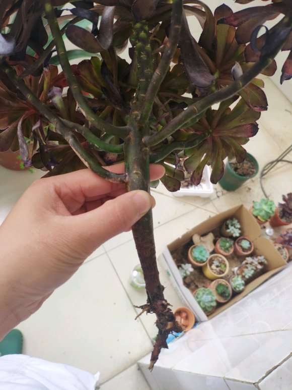 法师多肉种下好几个月