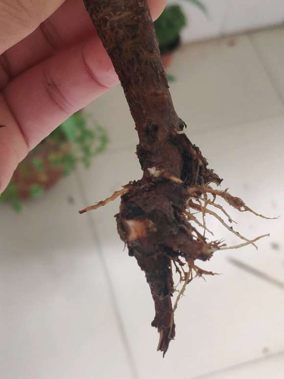 法师多肉种下好几个月