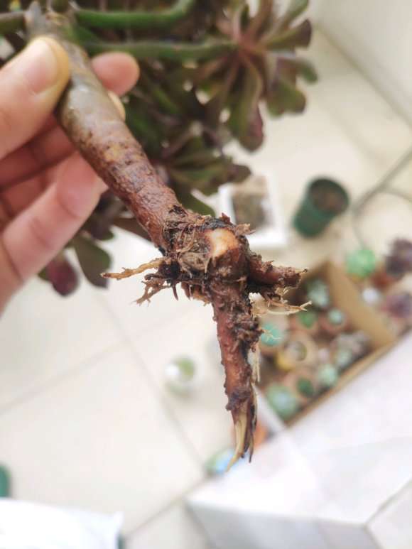 法师多肉种下好几个月