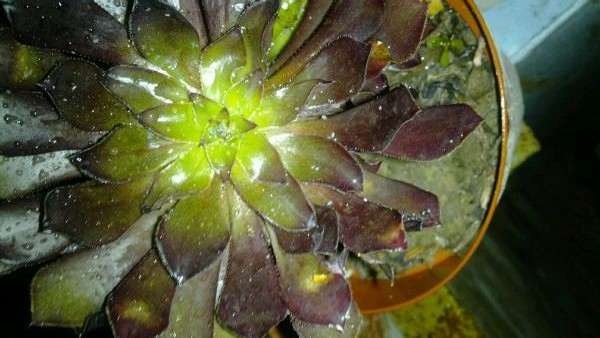 黑法师多肉叶子上长了些小虫子是什么