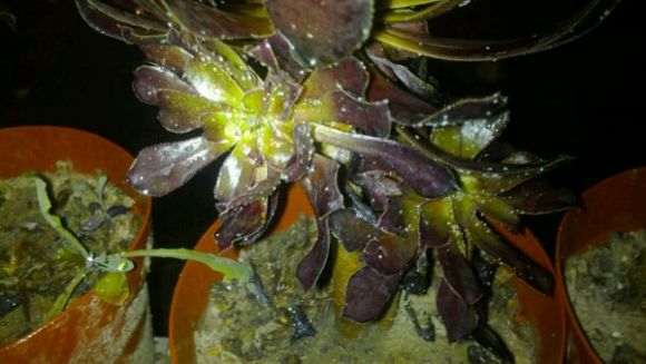 黑法师多肉叶子上长了些小虫子是什么