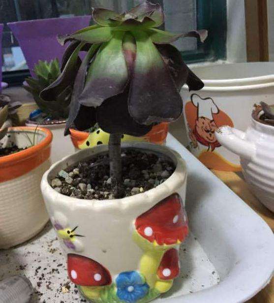 黑法师多肉叶子全朝下怎么回事