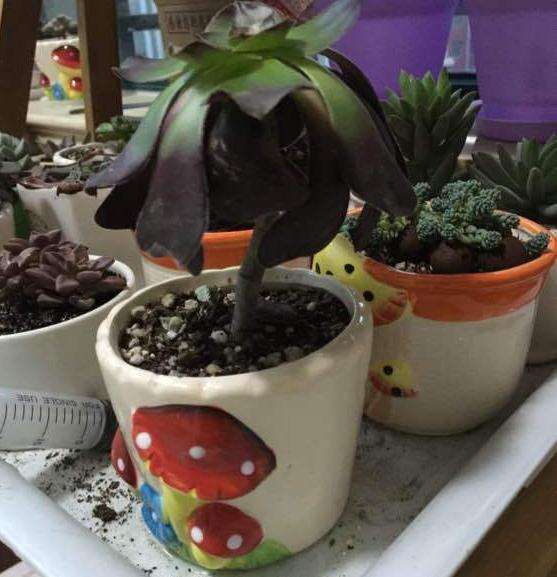 黑法师多肉叶子全朝下怎么回事