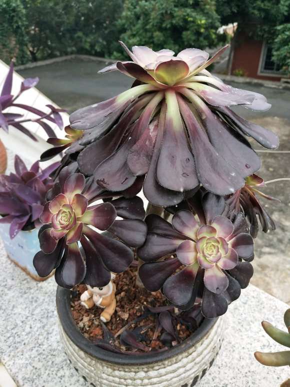 法师多肉蔫儿成这样