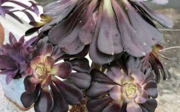 法师多肉蔫儿成这样 怎么办 图片