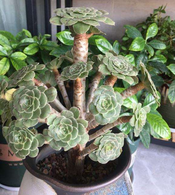 绿法师多肉有黑腐迹象