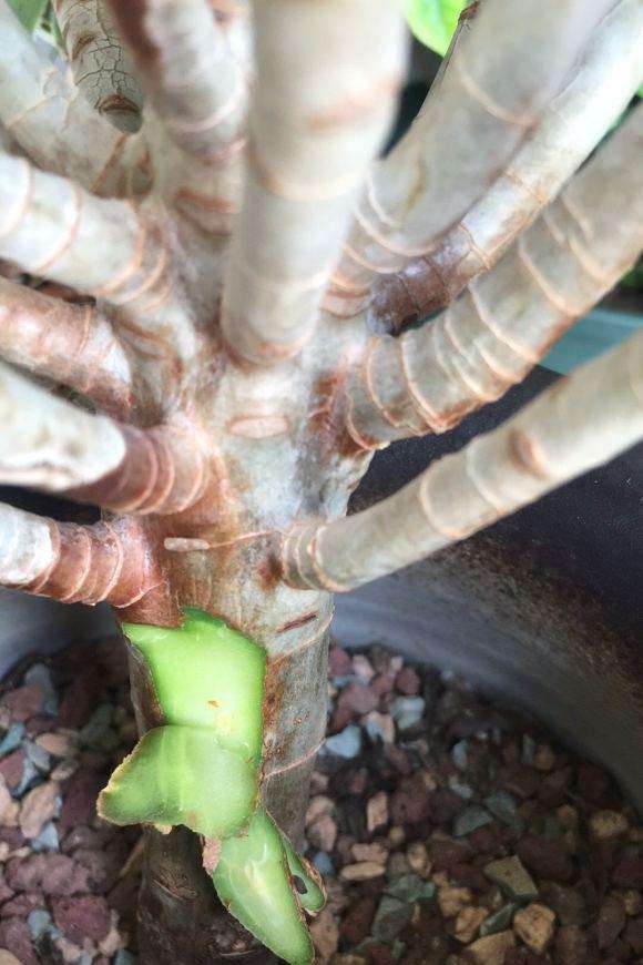 绿法师多肉有黑腐迹象