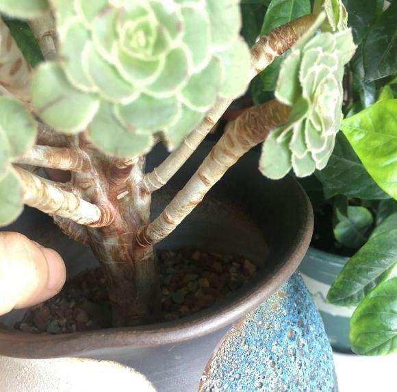 绿法师多肉有黑腐迹象