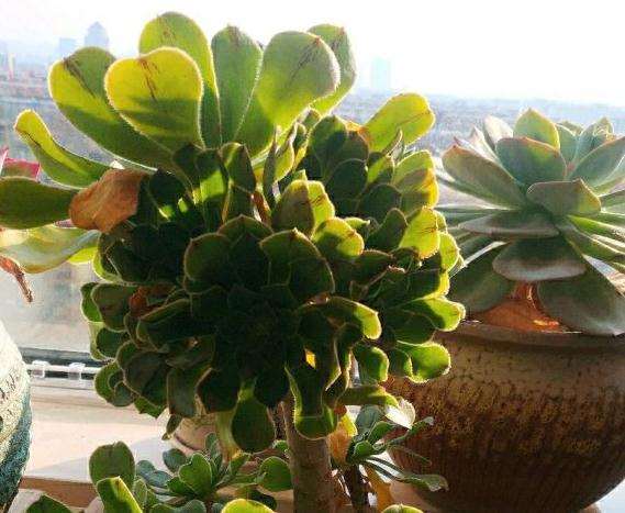 绿法师多肉为什么越养越小了