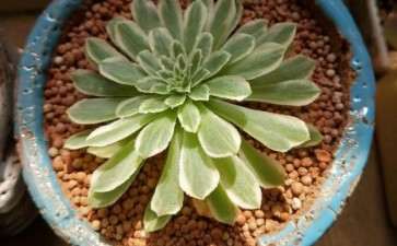 翡翠冰法师多肉 是不是长得非常慢