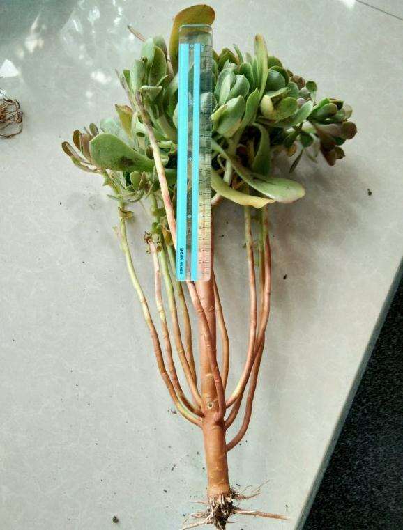 法师多肉对土有什么要求 可以用园土吗