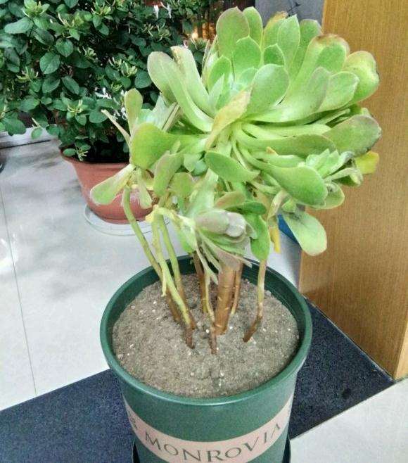 为什么南方法师多肉不建议用园土