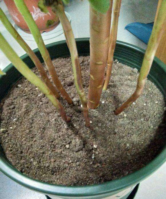 为什么南方法师多肉不建议用园土