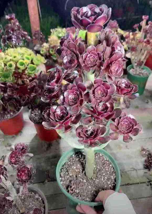 厚原叶法师多肉是什么品种