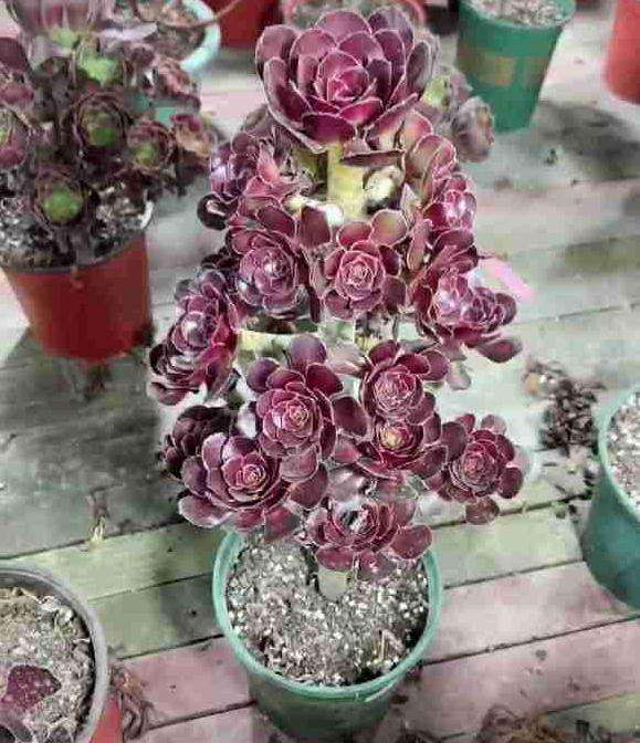 厚原叶法师多肉是什么品种