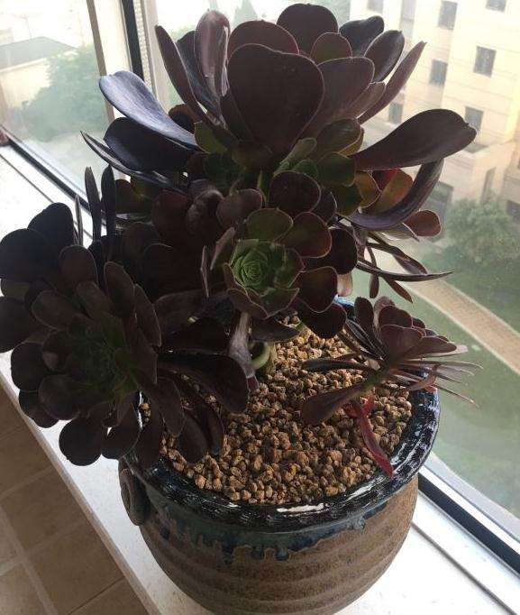 欧紫法师多肉 断了一根 怎么办