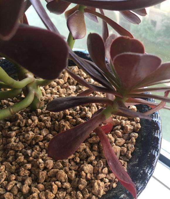 欧紫法师多肉 断了一根 怎么办