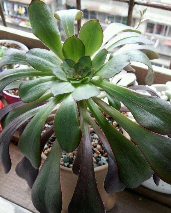 法师多肉叶子怎么开始蔫