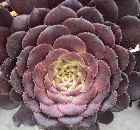 这颗是黑铜法师多肉 还是红铜