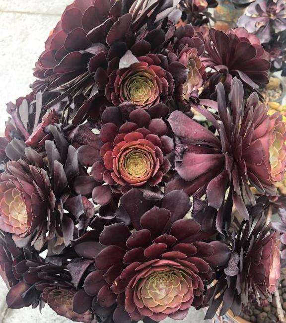 这颗是黑铜法师多肉 还是红铜