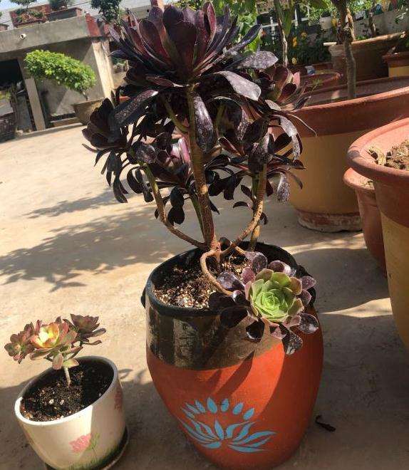 罐养法师多肉 冬天会冻死吗