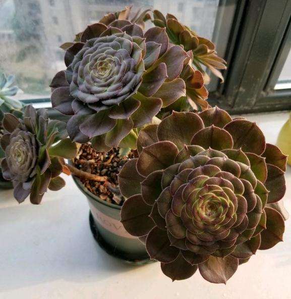 万圣节法师多肉怎么能不摊大饼