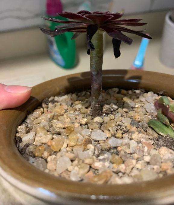 这个法师多肉根部是黑腐了吗